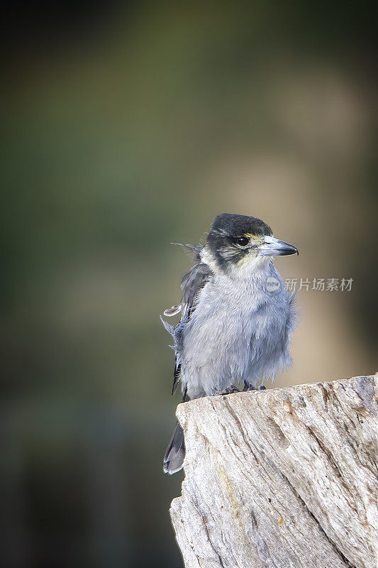 幼灰伯劳鸟(Cracticus torquatus)